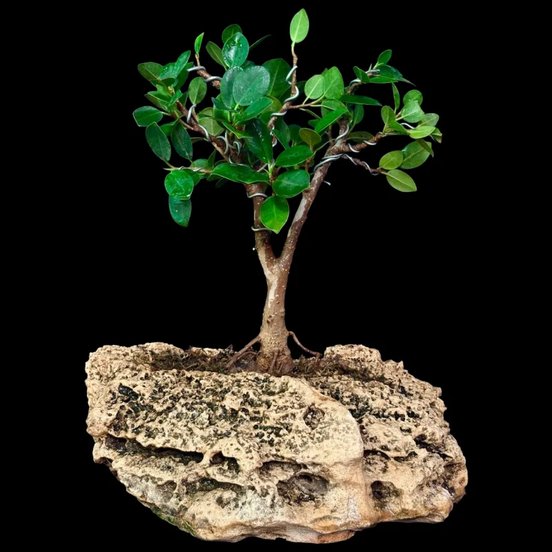 FICUS LONG ICELAND